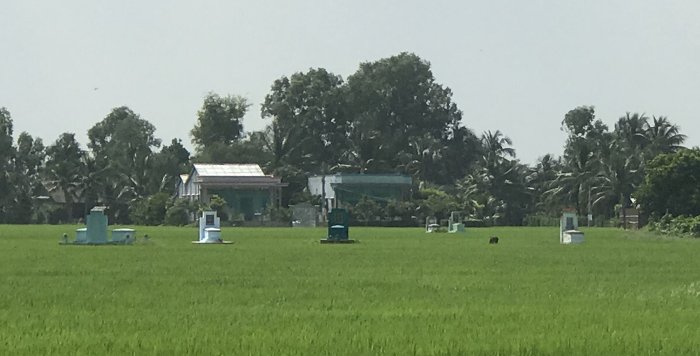 Tumbas en campo de arroz